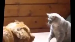 Смешные кошки . Приколы с кошками. Кошки -боксеры