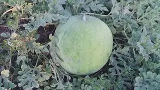 🍉НАШ БАШТАНЧИК