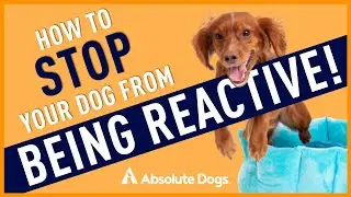 What To Do When Your Dog BARKS, Lunges or REACTS to Another Dog, Person or Distraction!