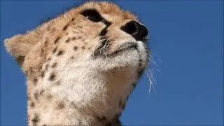 Cheetahs of Masai Mara