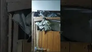 Козёл и кот.