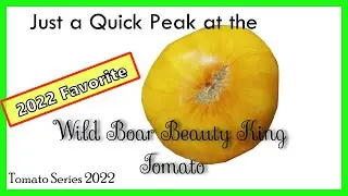 Wild Boar Beauty King Tomato Quick Look