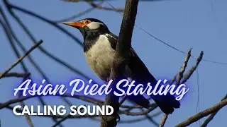 Asian Pied Starling Calling Sound