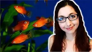 Platy Fish Care Guide: Beginner Aquarium Fish