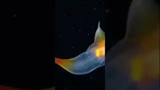 Real Creature, can you believe?