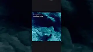 underwater diving #canaries #Atlantic #океанантлантический #канарскиеострова