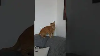 ❤️Кот Артём❤️