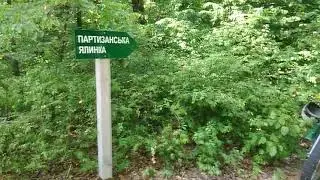Прогулка по Спадщанском лесу 2020 лето