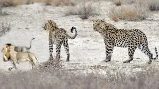 Leopard Couple Separated by Male Lions