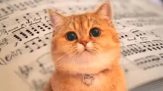 Fur Elise -  Beethoven | Classical Music  - Cats Version