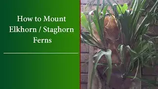 How to Mount Staghorn and Elkhorn Ferns - Care, Pruning and Fertilising - FULL Demonstration