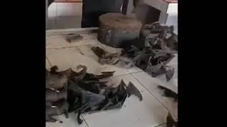 Коронавирус ни чему не учит