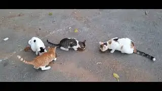 #кошки
