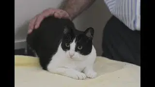 How to tell if your cat is sick