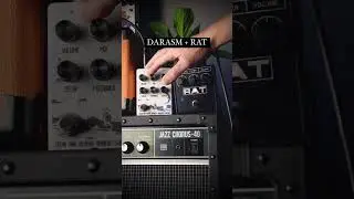 DARASM + RAT distortion (guitar pedals demo)