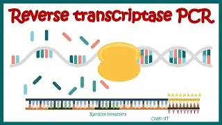 Reverse Transcriptase PCR (RT PCR) | What are the applications of RT PCR ? | RT PCR protocol