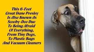50 Great Danes Who Don't Understand How BIG They Are - Cute dog