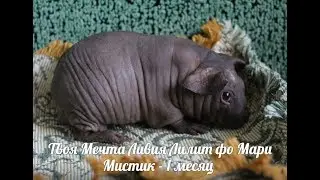 МОРСКАЯ СВИНКА  СКИННИ - ЛИЛЯ -  НАУЧИЛАСЬ ХОДИТЬ В ТУАЛЕТ !!!!!!! ( ПИТОМНИК 