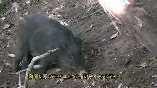 今猟期初イノシシ捕獲しました。