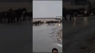 В Баймакском районе табун лошадей с трудом переходят дорогу в гололёд