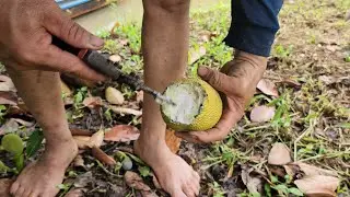 Cách Nhận Biết Trái Mít Indo Ruột Đỏ Bị Xơ Đen