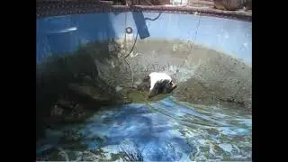 Pool Cleaning Fail