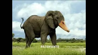 TOP 10 ANIMALES COMBINADOS