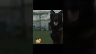 152) Собака начала слушаться 😱🤯 