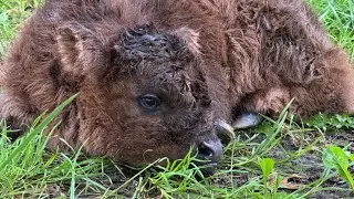 Curly Sue left her calf unattended 🥰