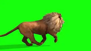 Lion Green Screen- Free Download