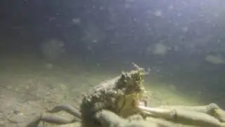 Spider Crab Eating Dinner