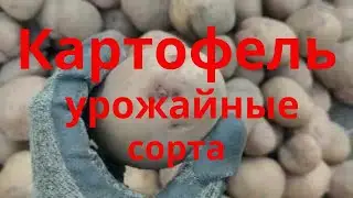 Картофель Новые и урожайные сорта картофеля Урожай сорта Щедрик Фотиния Мирослава Славянка Княгиня