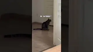The most talkative cat in France!