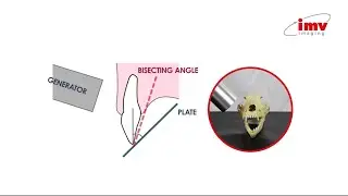 Veterinary Dental Radiography - Bisecting angle explained