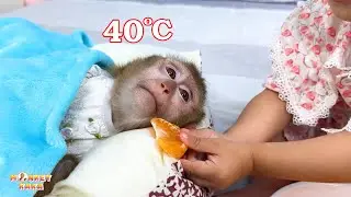 Diem's Emotional Journey: Taking Care of Sick Monkey Kaka