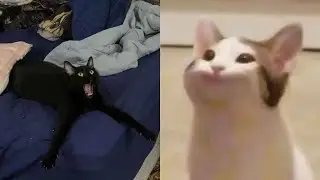 Os GATOS mais LOUCOS e ENGRAÇADOS da internet 2022