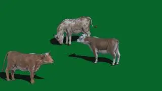 Cow green screen video || cow vfx || cow cgi || green screen video