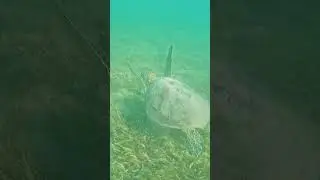 Swimming with Sea Turtle 