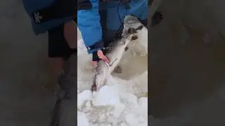 трофейная щука