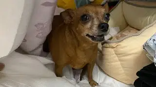 SLEEPY MINPIN WANT TO CUDDLE MOMMY🥰
