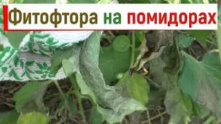 Как помочь помидорам заболеть фитофторой - не повторяйте моих ошибок