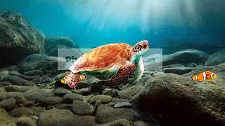 Photo to Animation - Underwater Scene