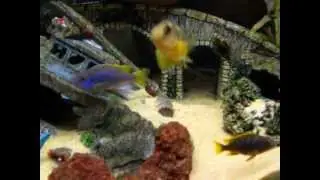 125 gallon Mbuna cichlid tank week 3