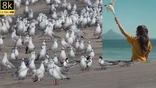 wild animals videos