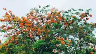 Pune ki building 🏢 | KOLTE PATIL PUNE | trending video | 