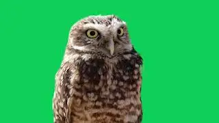 Green Screen Owl Sitting