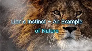 Message of Peace - Lion's Instinct (An Example of Nature)