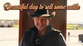 Beautiful day to sell some cattle