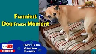Funniest Dog Freeze Moment