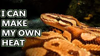 Python facts: the world's longest snakes | Animal Fact Files